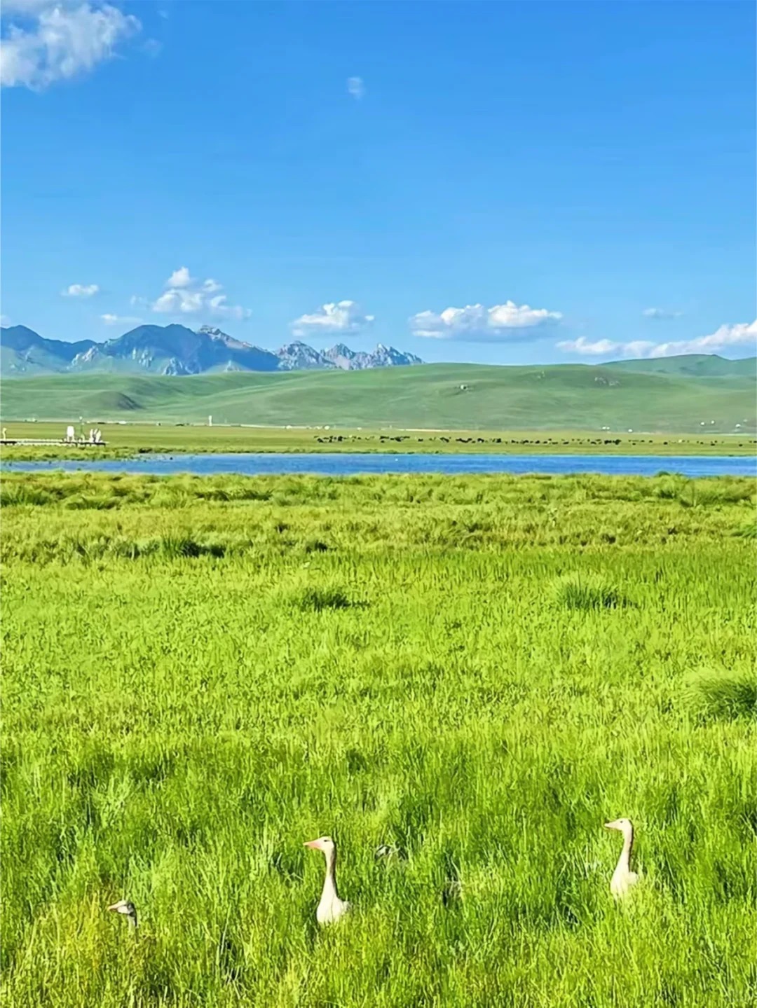 若尔盖的草这次是真的绿了 3天2晚人均500+_3_PandaI旅游_若尔盖草原-来自52tours 我爱旅游网